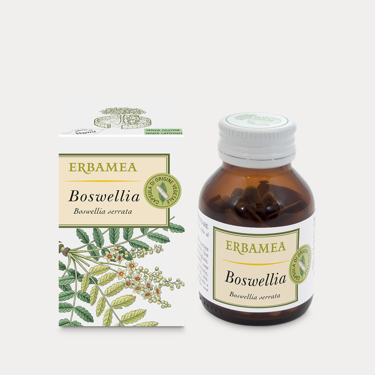 Boswellia Incenso