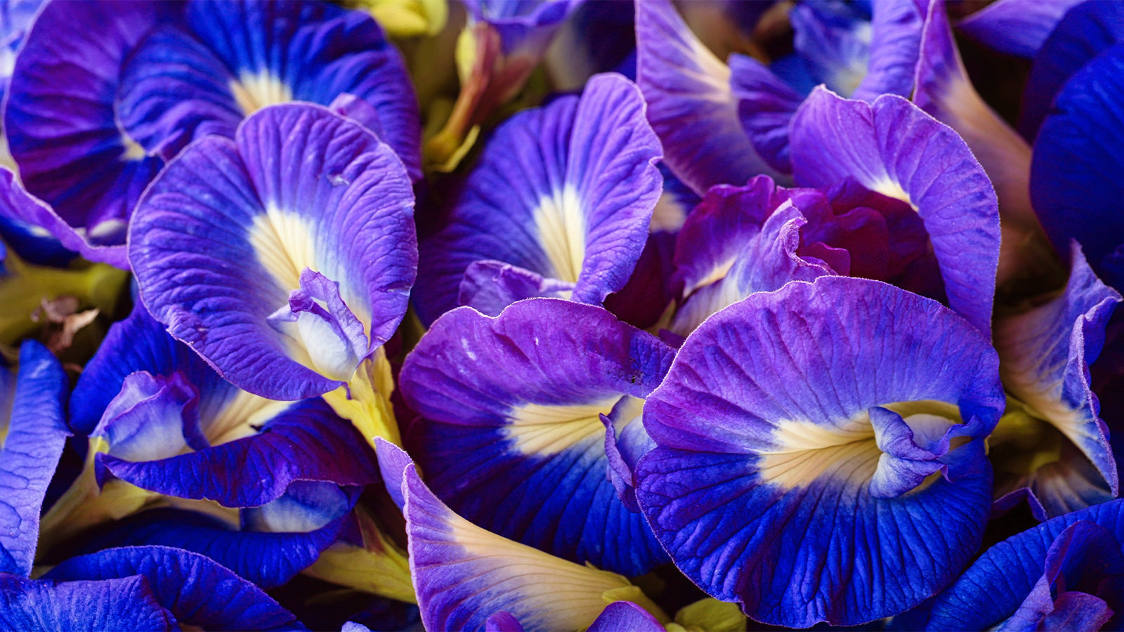 Clitoria ternatea: il fiore blu per la memoria e il  benessere mentale