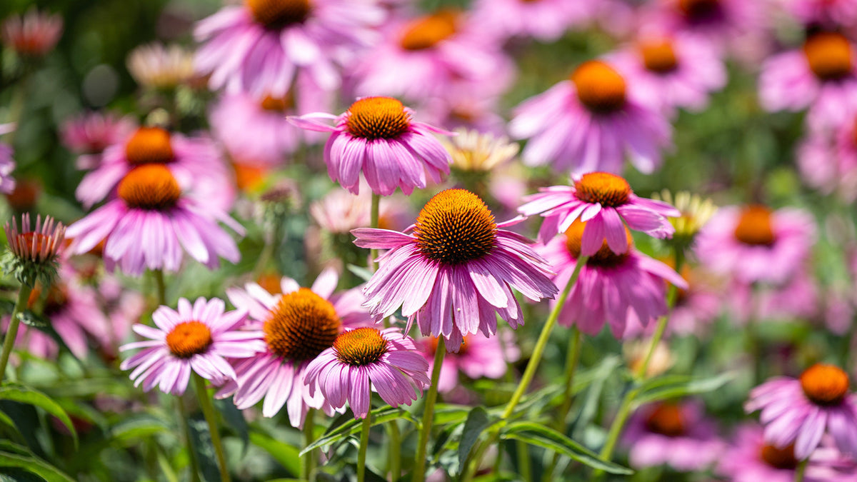 Echinacea: naturali difese dell’organismo