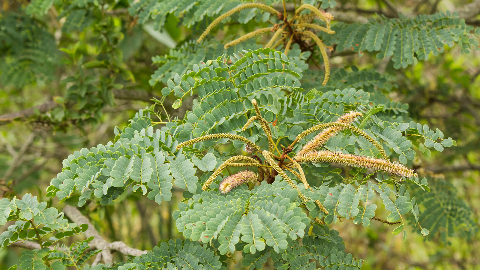 Quercetina: 6 cose che probabilmente  non sai su questo flavonoide naturale