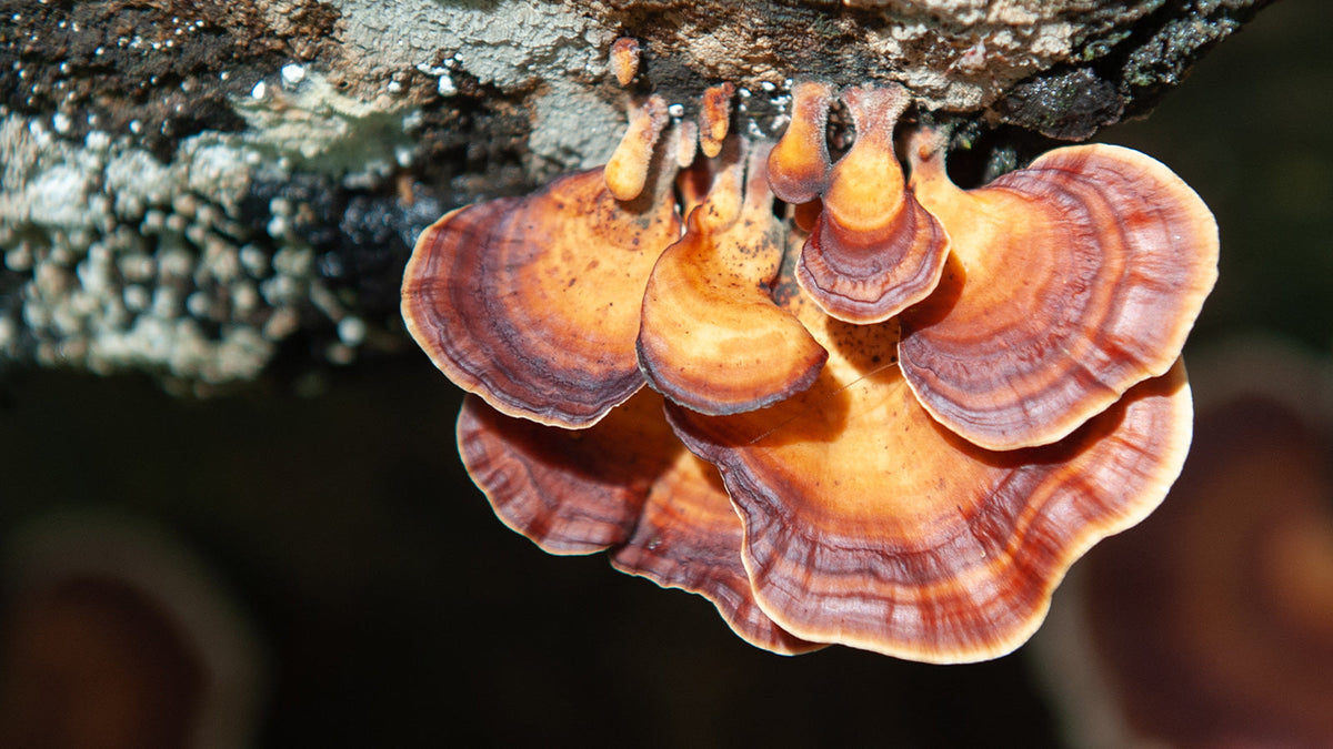 Reishi: benefici, proprietà e utilizzi del  Ganoderma lucidum