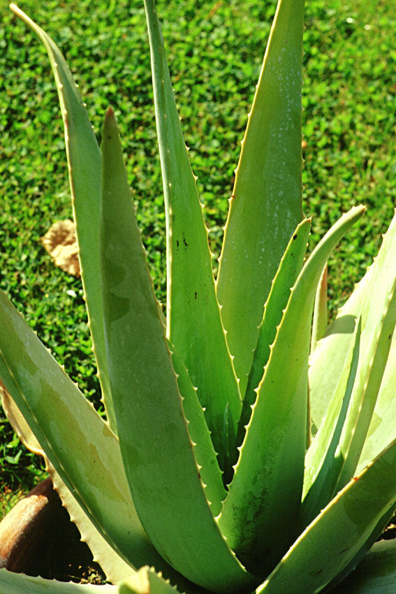 Aloe Vera