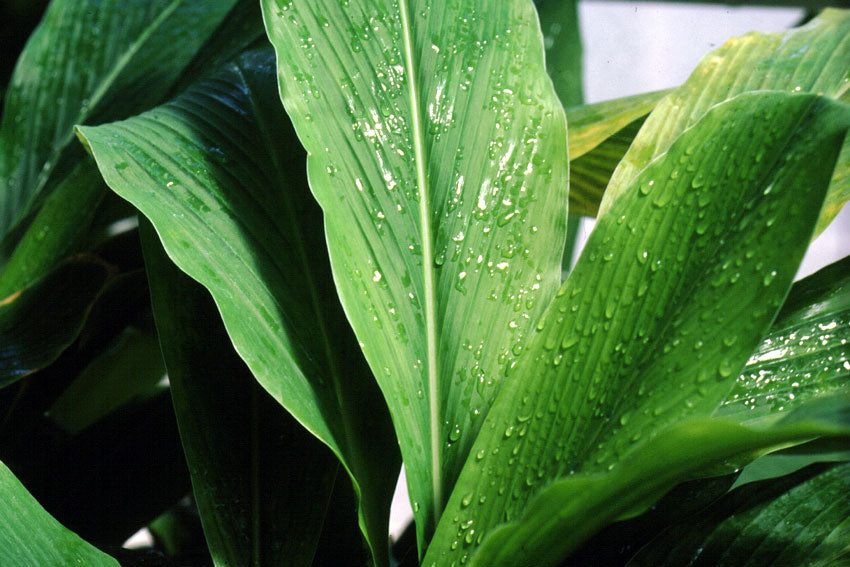 Curcuma