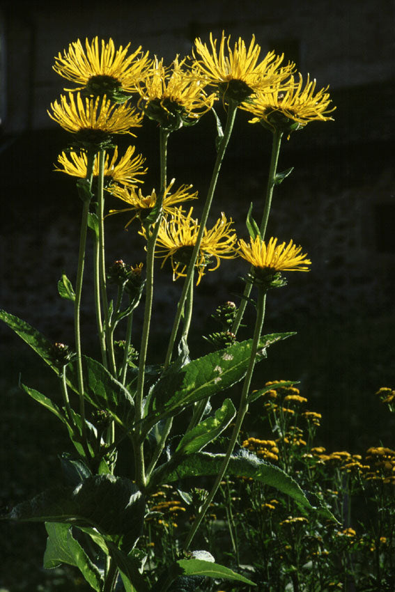 Enula campana