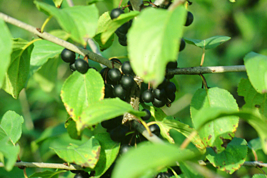 Frangola