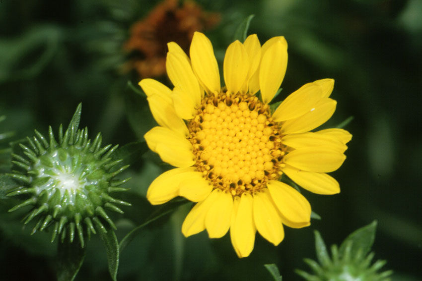 Grindelia
