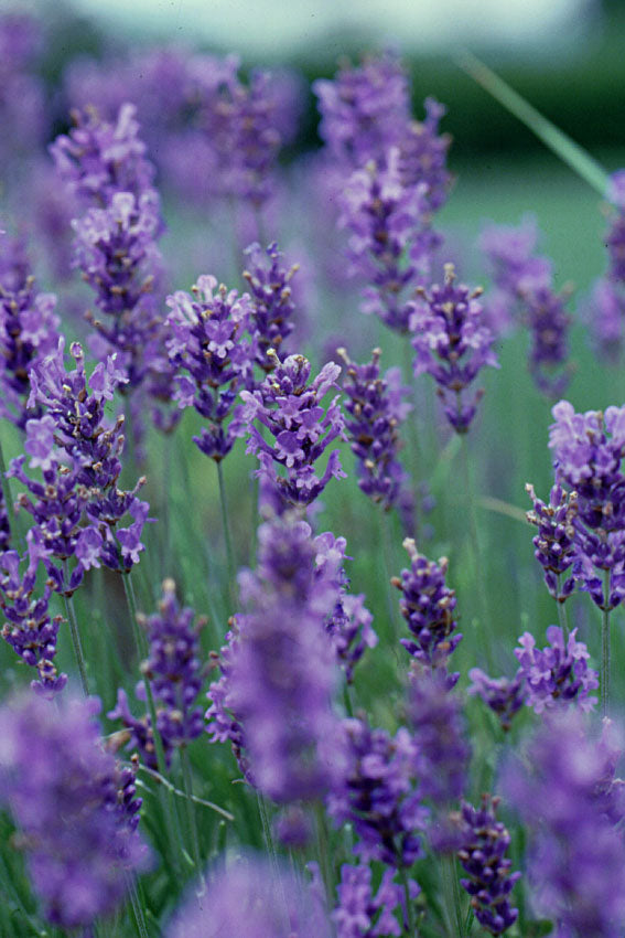 Lavanda