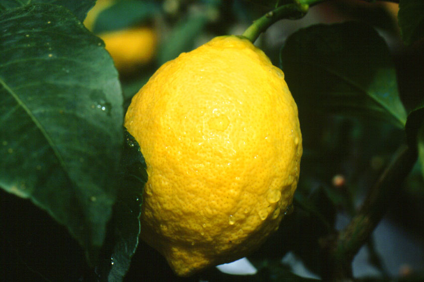 Limone