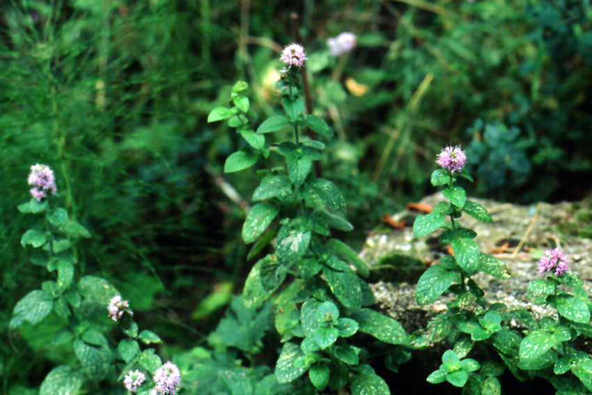 Menta acquatica