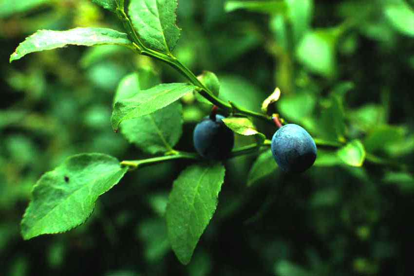 Mirtillo