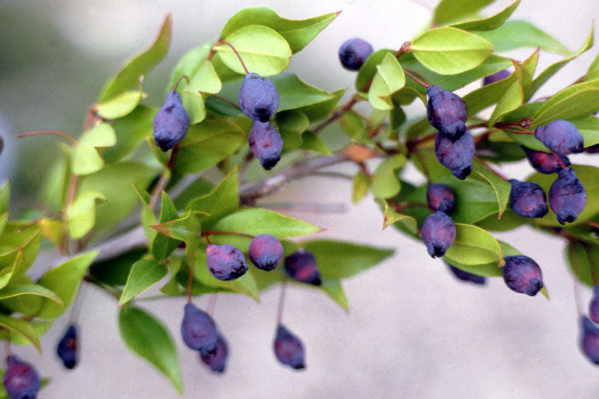 Mirto