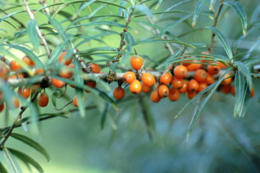 Olivello spinoso