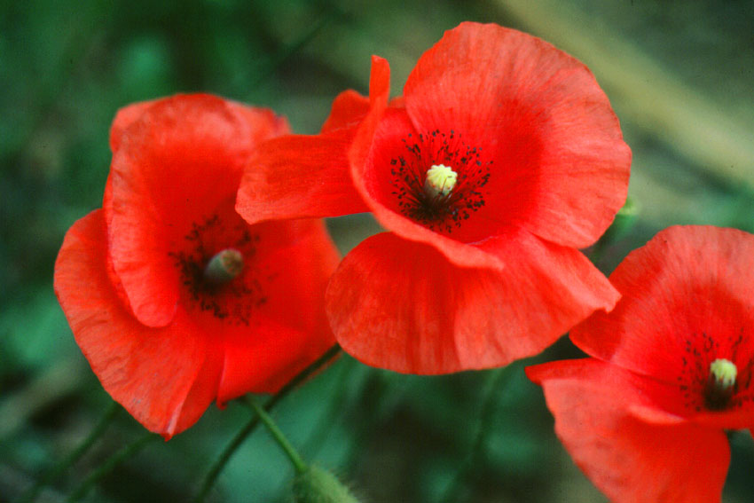 Papavero