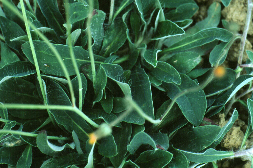 Pilosella