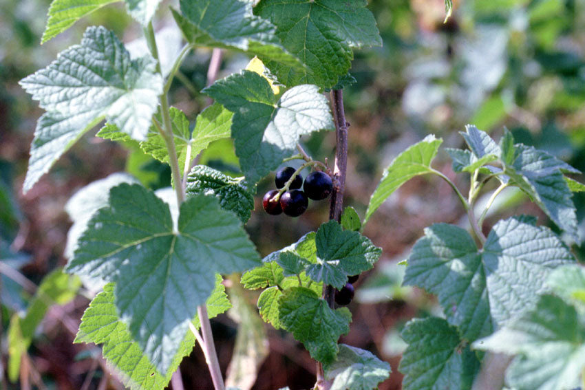 Ribes nero