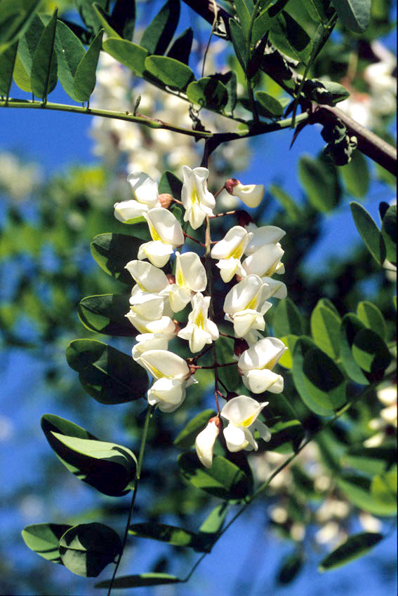 Acacia