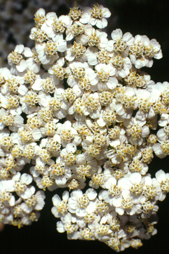 Achillea