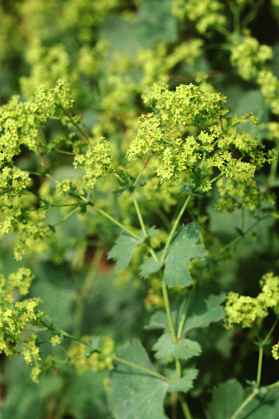 Alchemilla