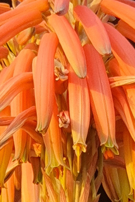 Aloe del Capo