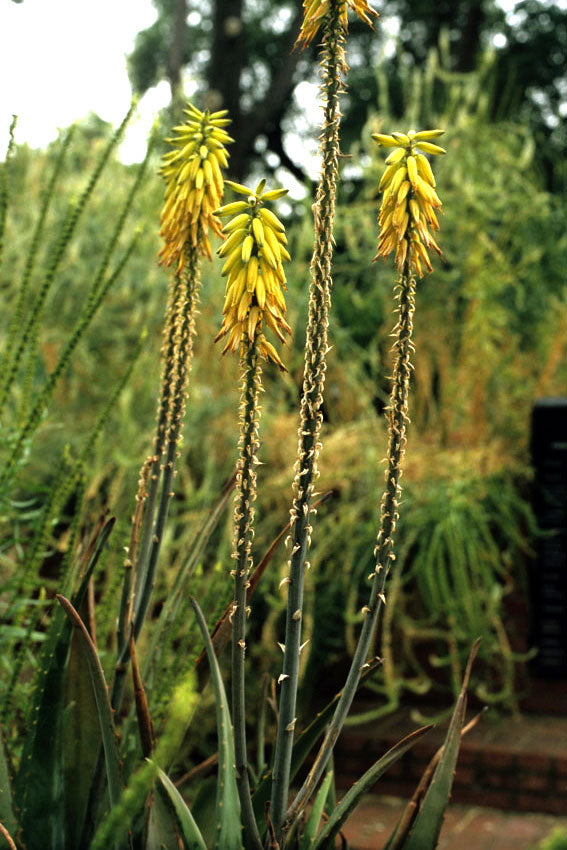 Aloe Vera