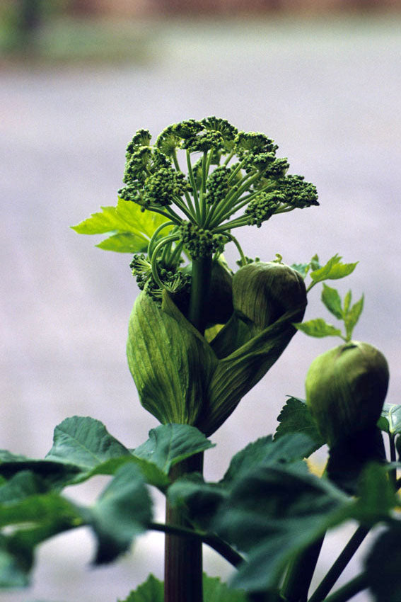 Angelica