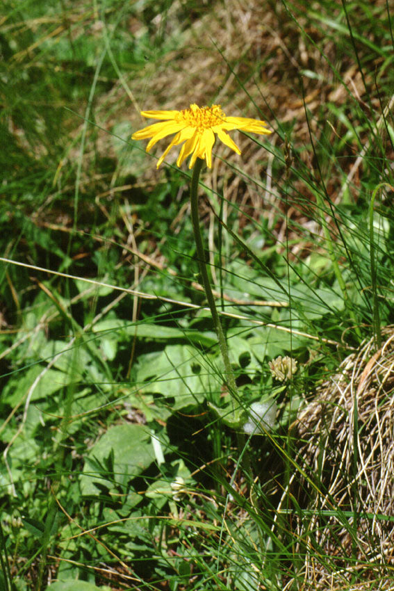 Arnica