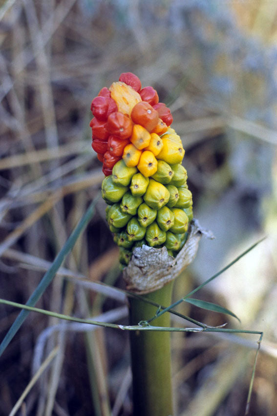 Italian Arum
