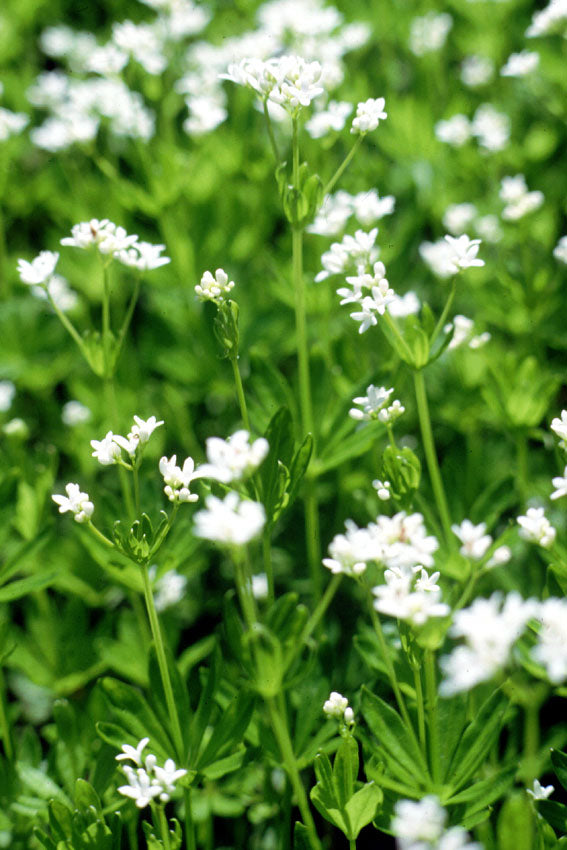 Asperula