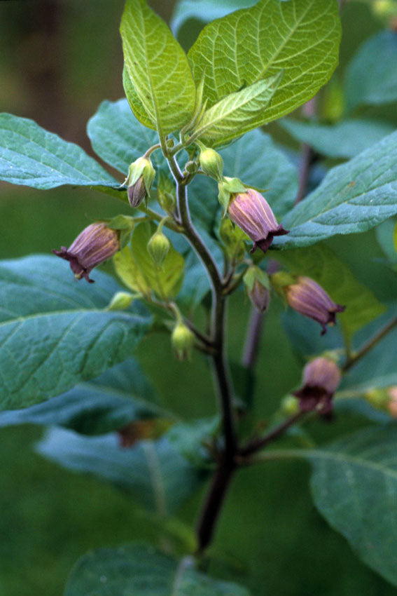 Belladonna