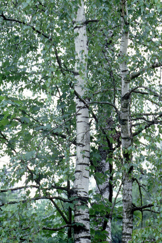 Betulla