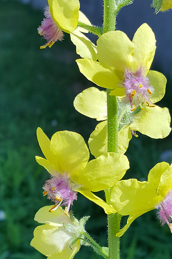 Blattaria