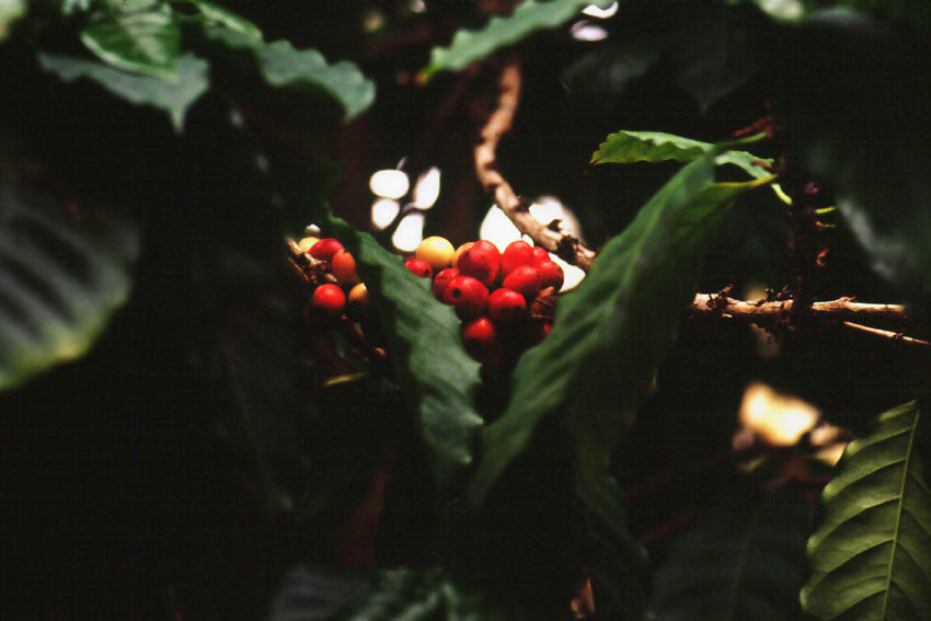 Coffee