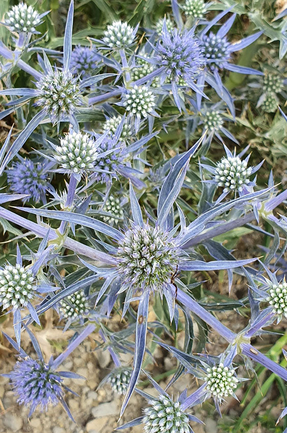 Sea Holly