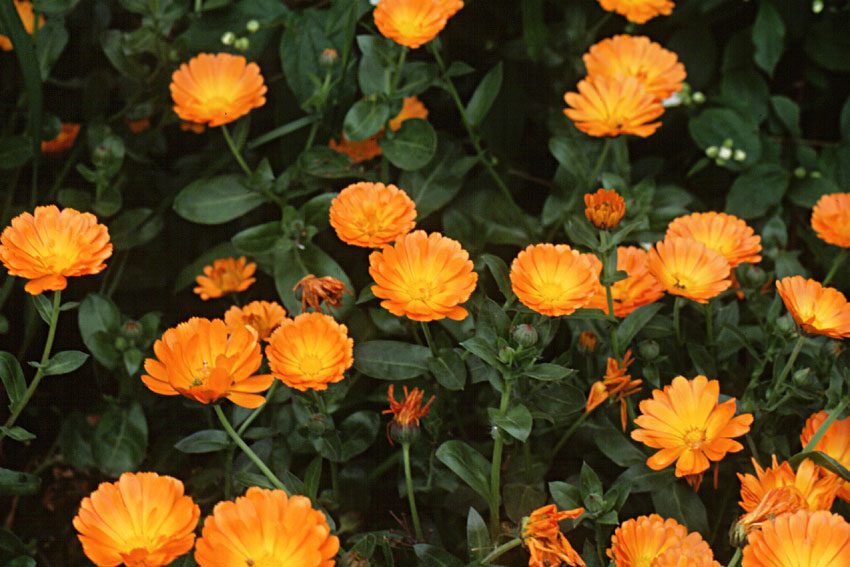 Calendula