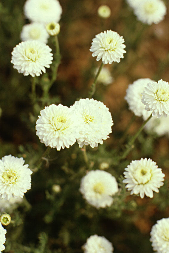 Camomilla romana