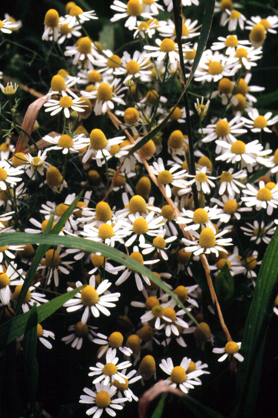 Camomilla
