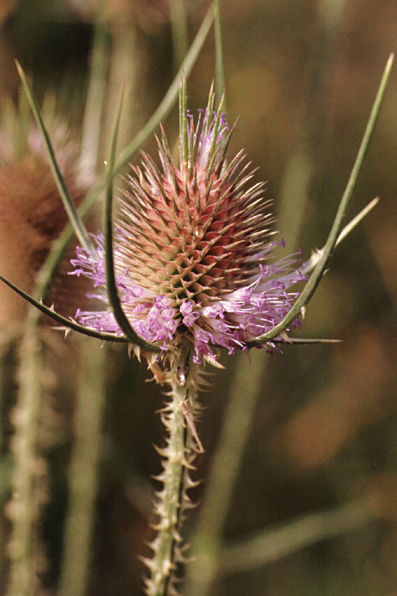 Teasel
