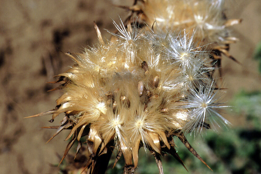 Milk Thistle