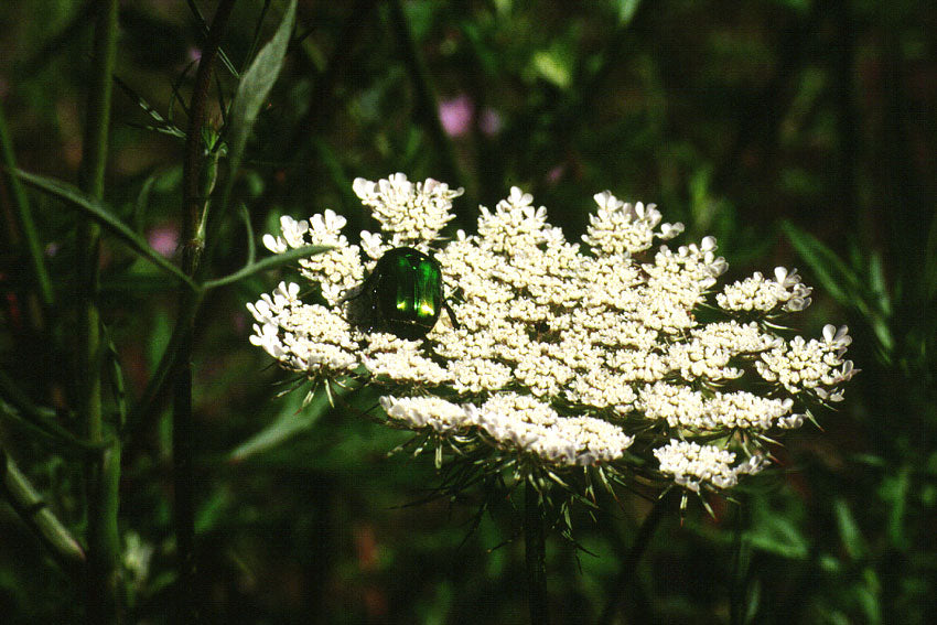 Carota selvatica