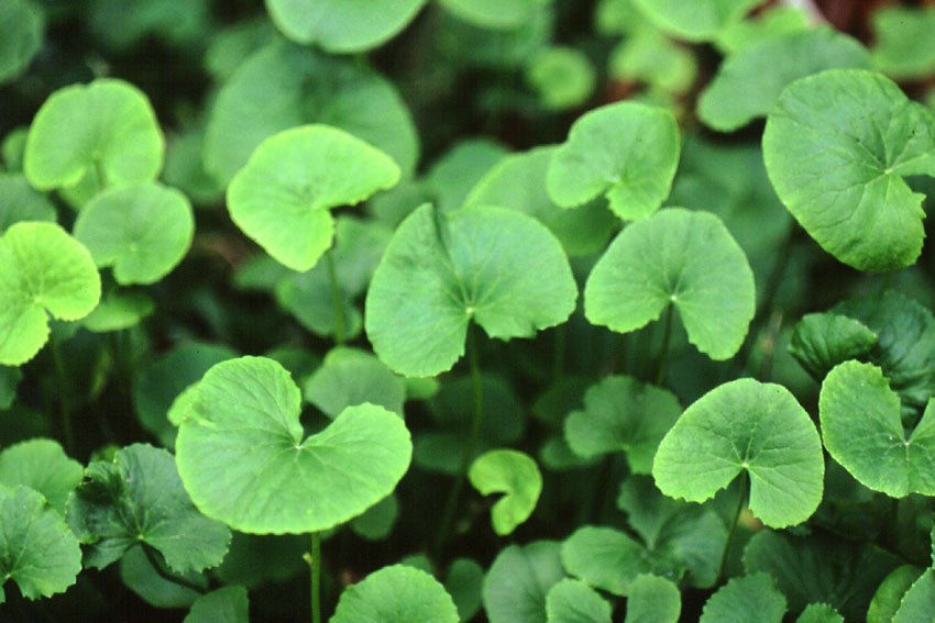 Centella