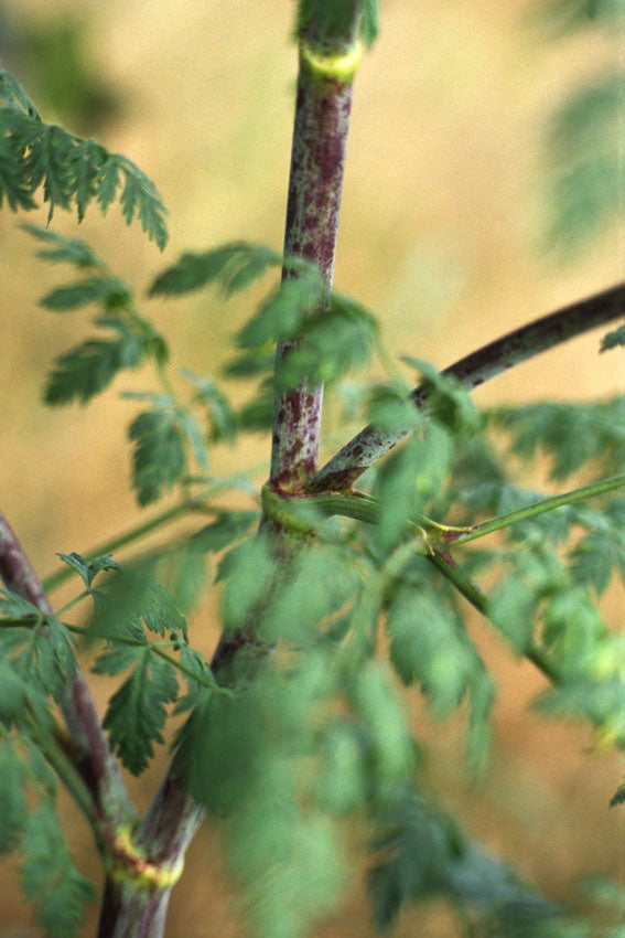 Cicuta