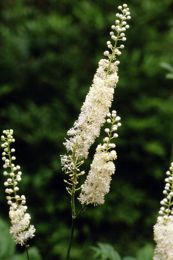 Cimicifuga