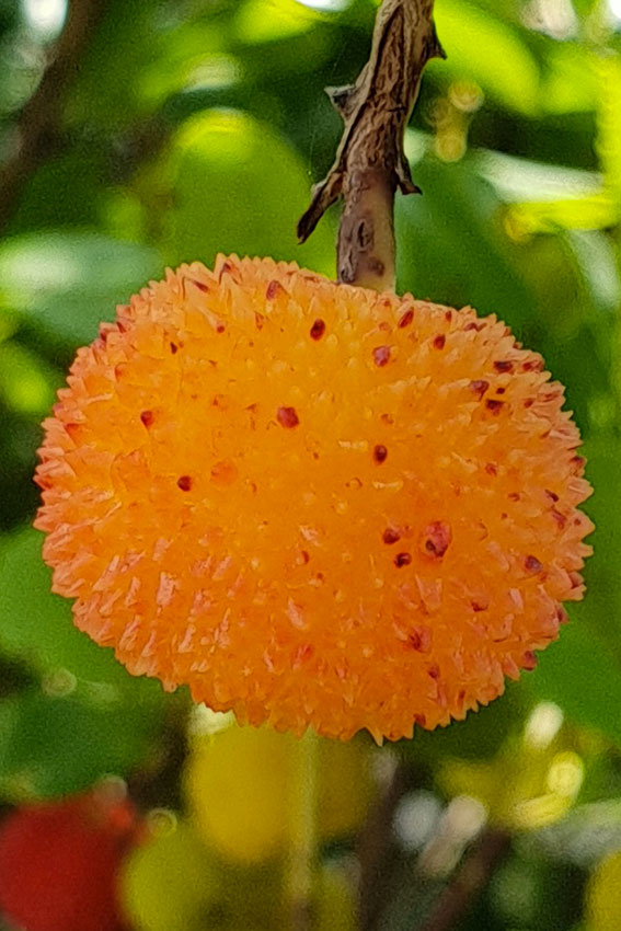 Corbezzolo