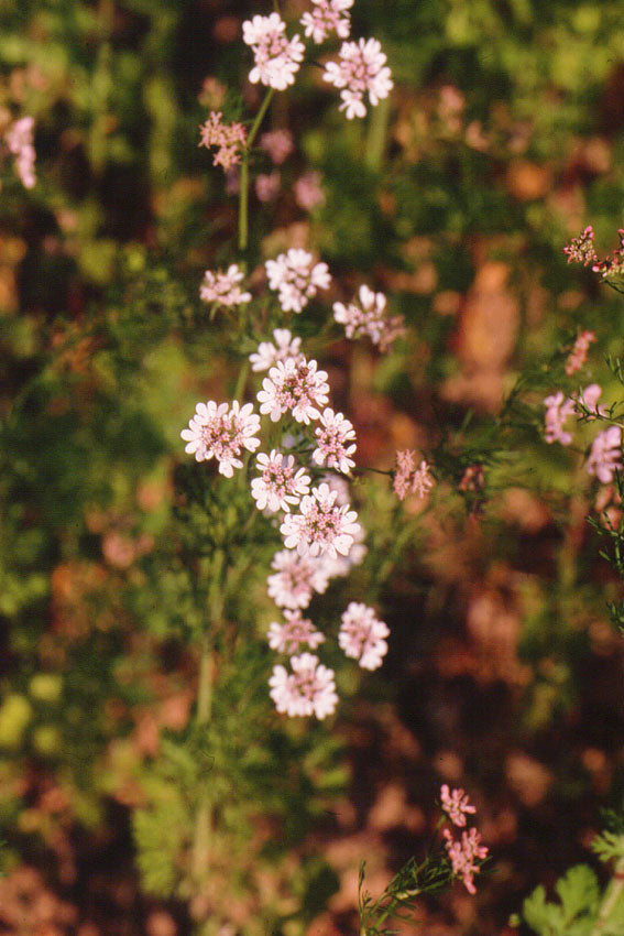 Coriander