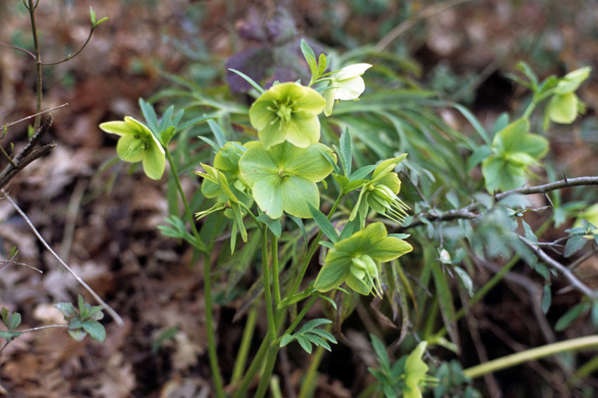 Elleboro verde