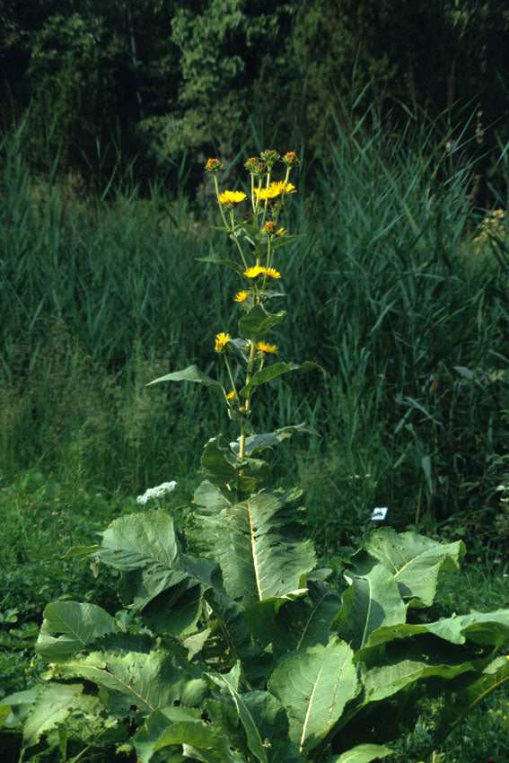 Enula campana