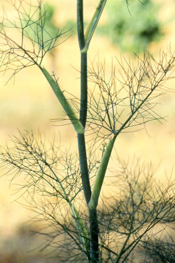 Finocchio