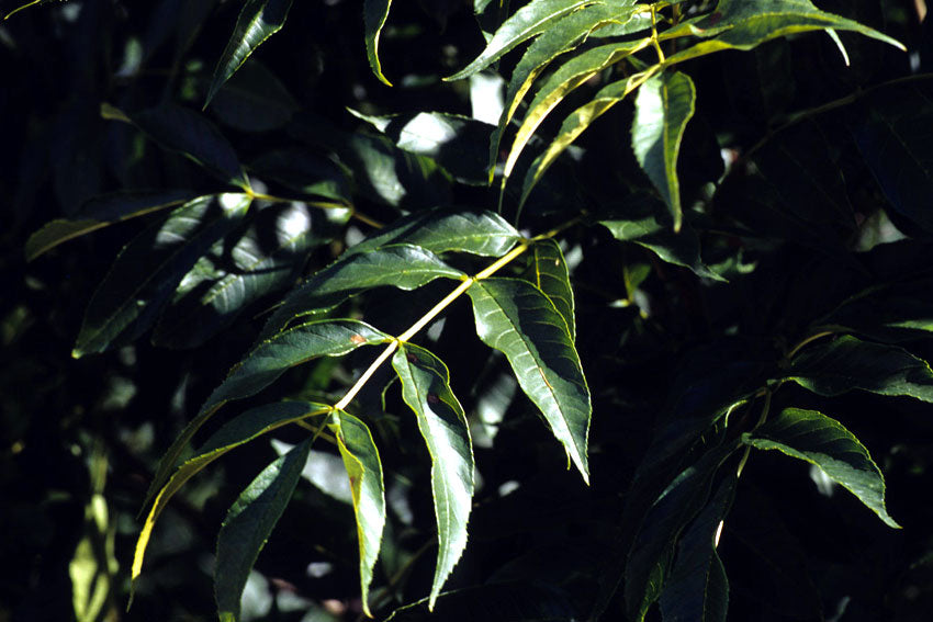 Frassino