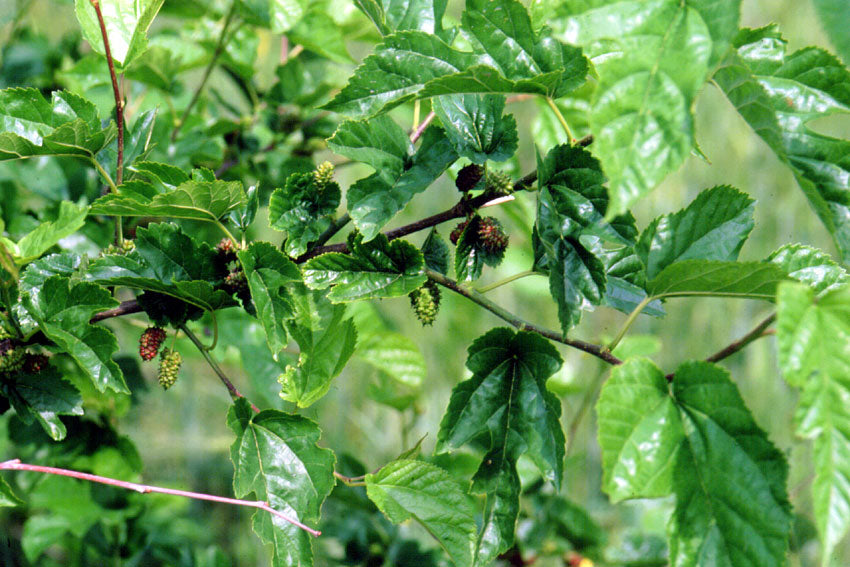 Gelso nero