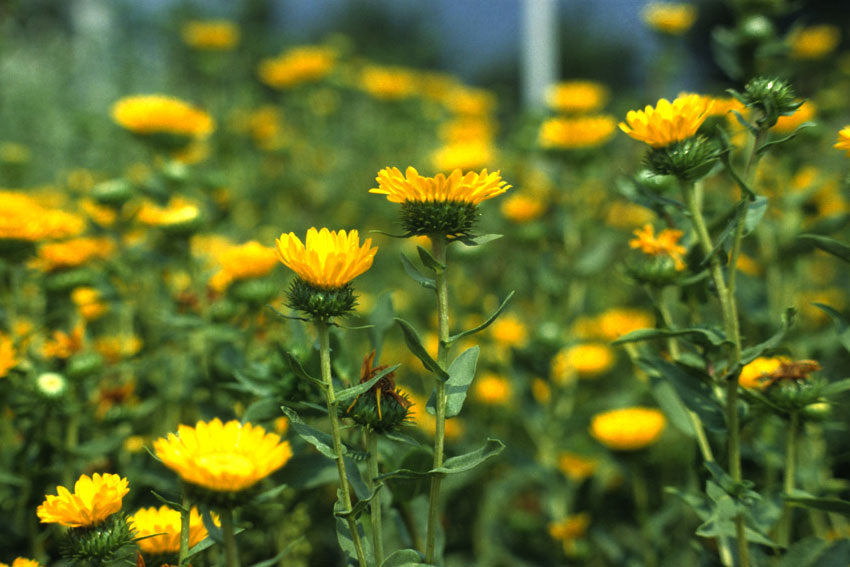 Grindelia